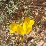 Hippocrepis scorpioides Çiçek