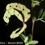 Hippocrepis multisiliquosa その他の提案