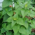 Agastache foeniculum Feuille