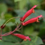 Sinningia incarnata Flower