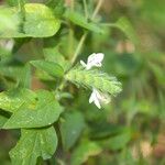 Tetramerium nervosum 花