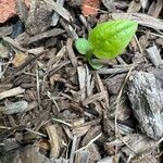 Epigaea repens Hábito