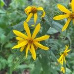 Helianthus divaricatus Цветок