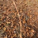 Schizachyrium scoparium Blatt