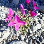 Chamerion latifolium Virág