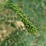 Amorpha fruticosa Fruto