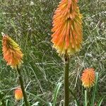 Kniphofia uvaria Flower