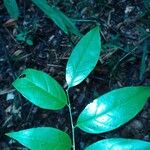 Leonia glycycarpa Leaf