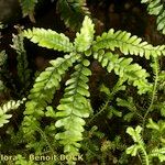 Adiantum hispidulum Blatt