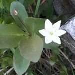 Lysimachia europaea Flor
