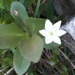 Lysimachia europaea Flower