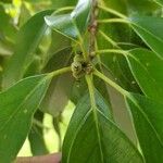 Quercus glauca Ffrwyth