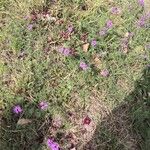 Verbena aristigera Агульны выгляд