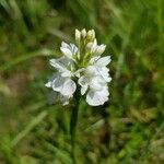 Orchis mascula x Orchis militaris Flower