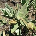 Cistus albidus Blad