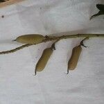 Crotalaria micans പുഷ്പം