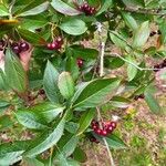 Aronia arbutifolia Fruit