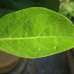 Lonicera hildebrandtiana Leaf