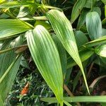 Sobralia macrantha cv. 'Alba' ᱛᱟᱦᱮᱸ