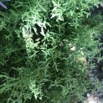 Galatella sedifolia Leaf