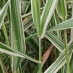 Phalaris arundinacea Bark