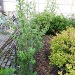 Salix aurita Habit
