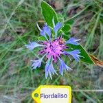 Centaurea triumfettii Floro