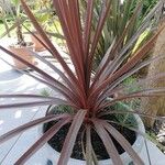 Cordyline australisLeaf