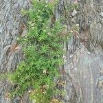 Trifolium lupinaster Blad