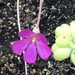 Pinguicula agnata Кветка