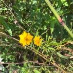 Coreopsis auriculata 花