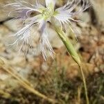 Dianthus hyssopifoliusBlüte