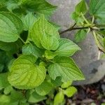 Viola striata Leaf