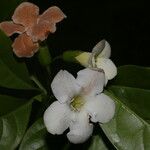 Bourreria costaricensis Flor