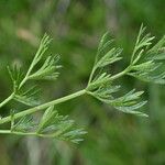 Epikeros pyrenaeus 葉