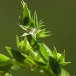 Lysimachia linum-stellatum Květ