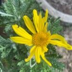 Euryops pectinatus (L.) Cass.Flor