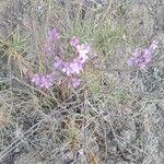 Campylanthus salsoloides Flower