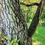 Ulmus pumila Bark