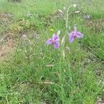 Dichopogon strictus Flower