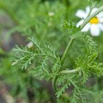 Anthemis cotula পাতা