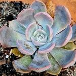 Echeveria lilacina Lapas