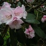 Rhododendron fulvum Květ