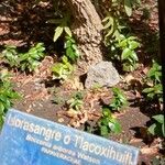 Bocconia arborea Habitatea