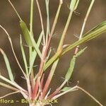 Eragrostis pilosa Other