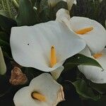 Zantedeschia aethiopica Blüte