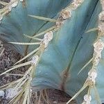 Ferocactus glaucescens Foglia