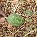 Cucumis pustulatus Fruit
