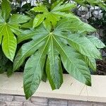 Fatsia japonica Leaf