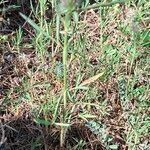 Trifolium angustifolium Libunga